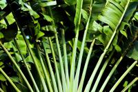 Jungletoeren
